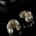 Custom Electronic Hearing Protection Custom Dental Hearing Protection The Oz Big Ear